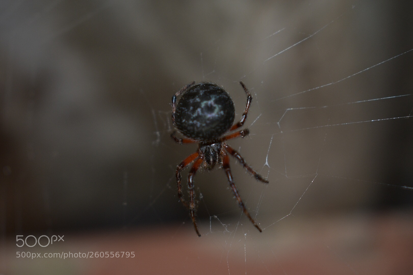 Nikon D3400 sample photo. Araña ? de terraza photography