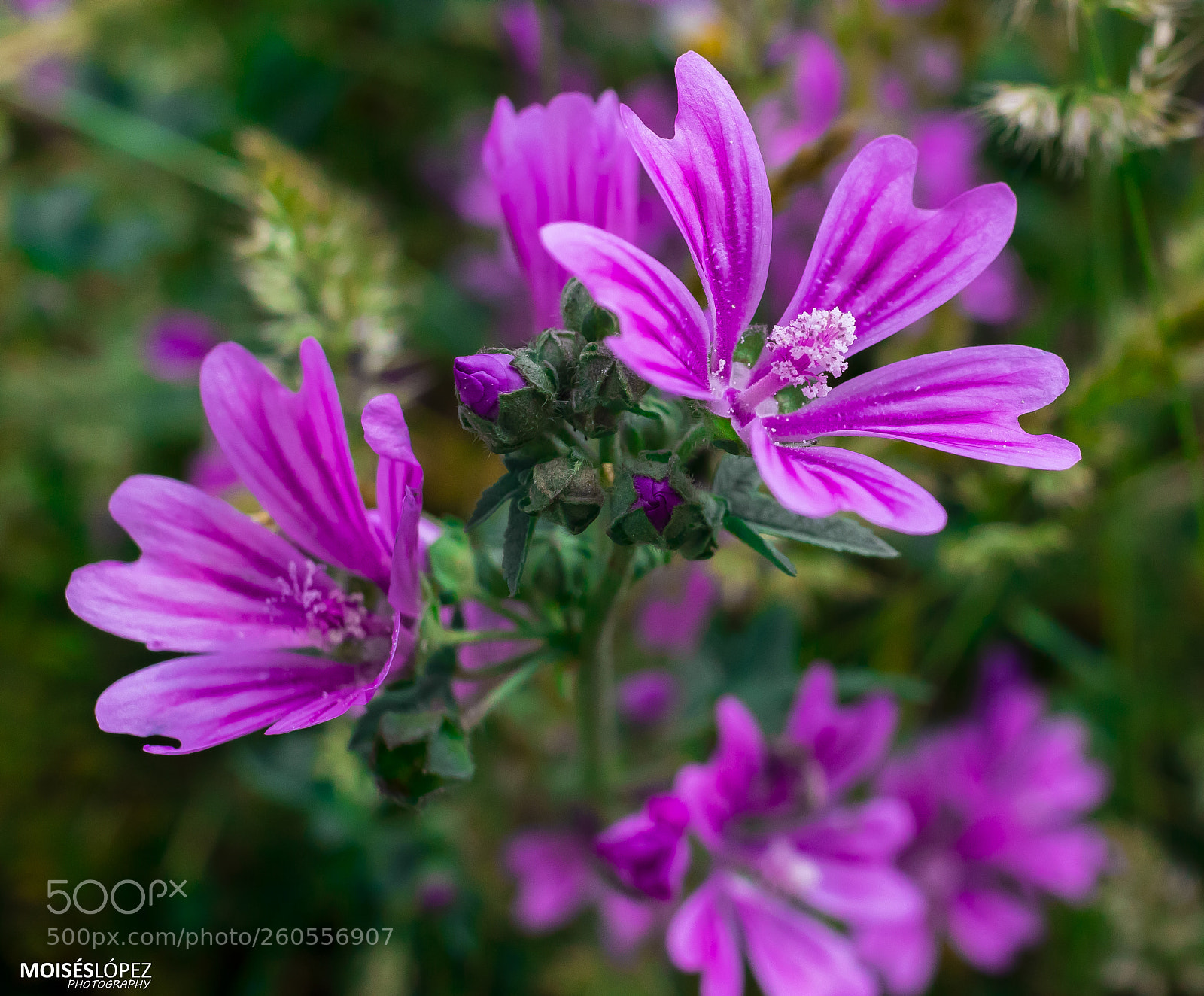 Canon EOS 80D sample photo. Flower photography