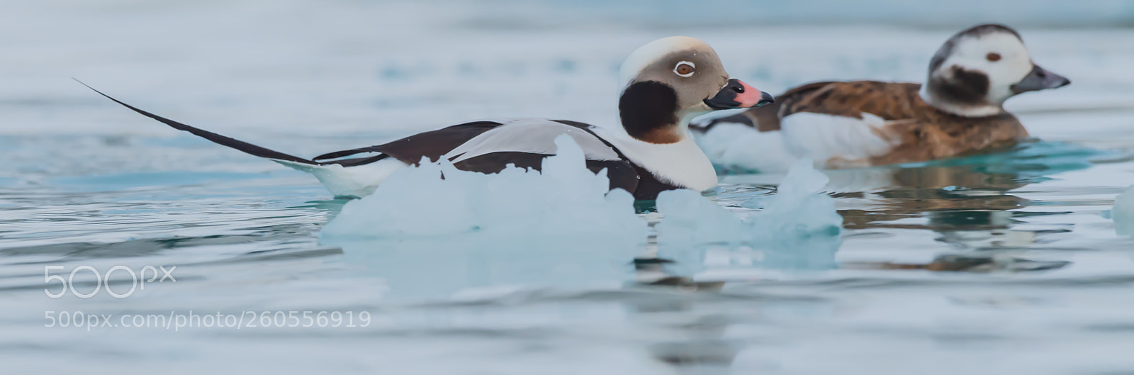 Nikon D5 sample photo. Long tailed ducks in photography