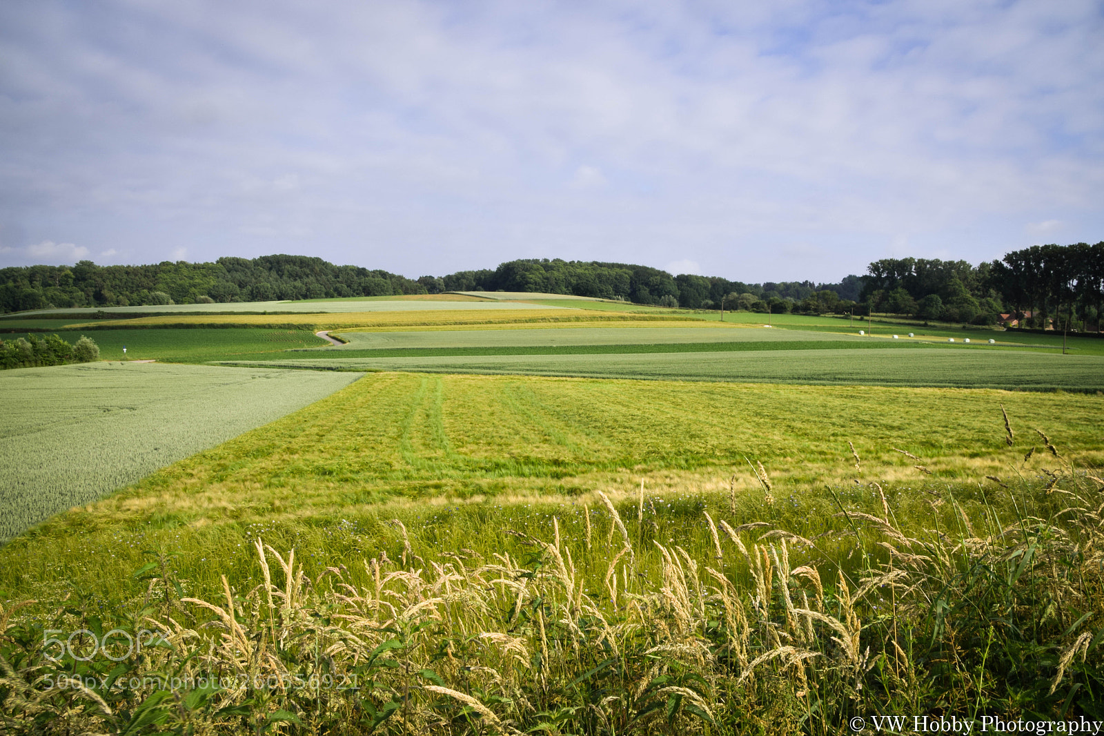 Nikon D3300 sample photo. Fields photography