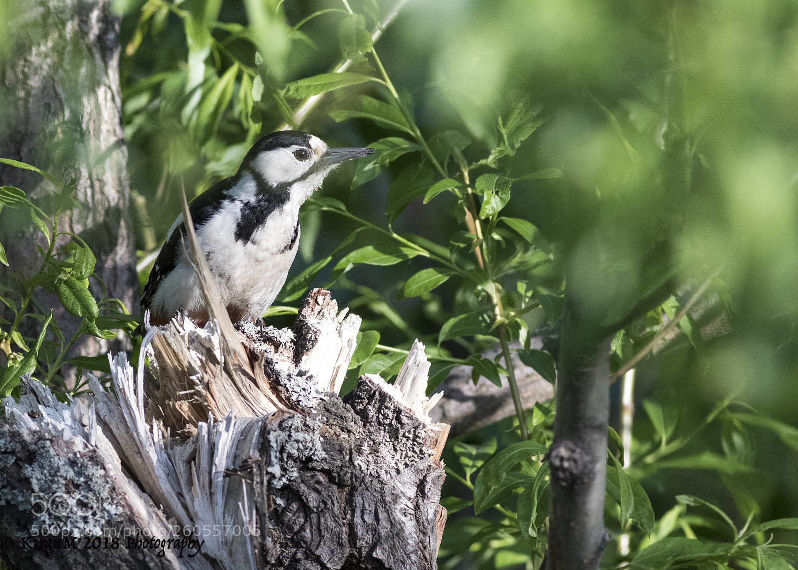 Canon EOS 7D Mark II sample photo. Great spotted woodpecker  photography