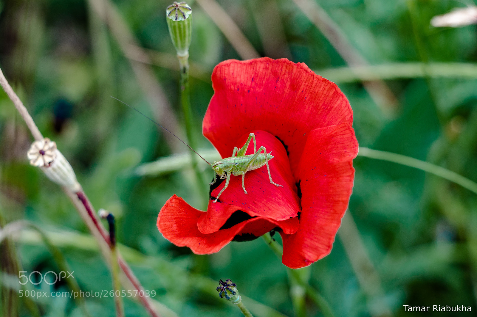 Canon EOS 750D (EOS Rebel T6i / EOS Kiss X8i) sample photo. On the poppy photography