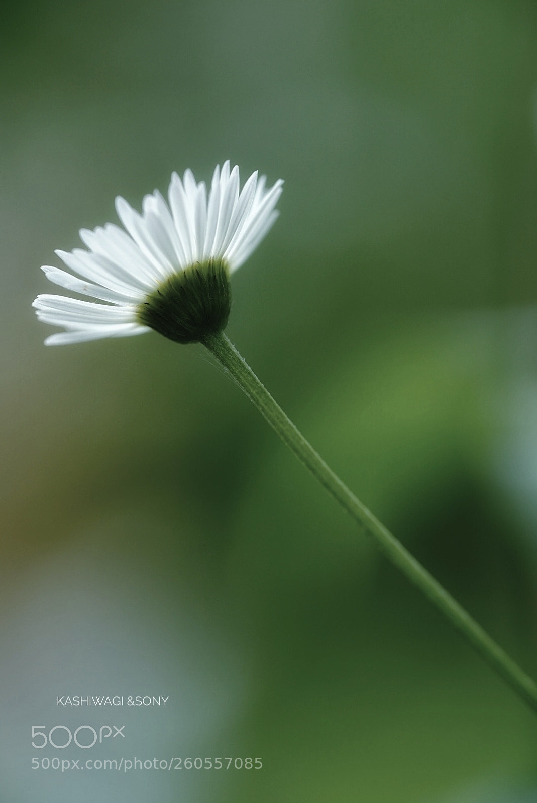 Sony a7 II sample photo. Erigeron melts in green photography
