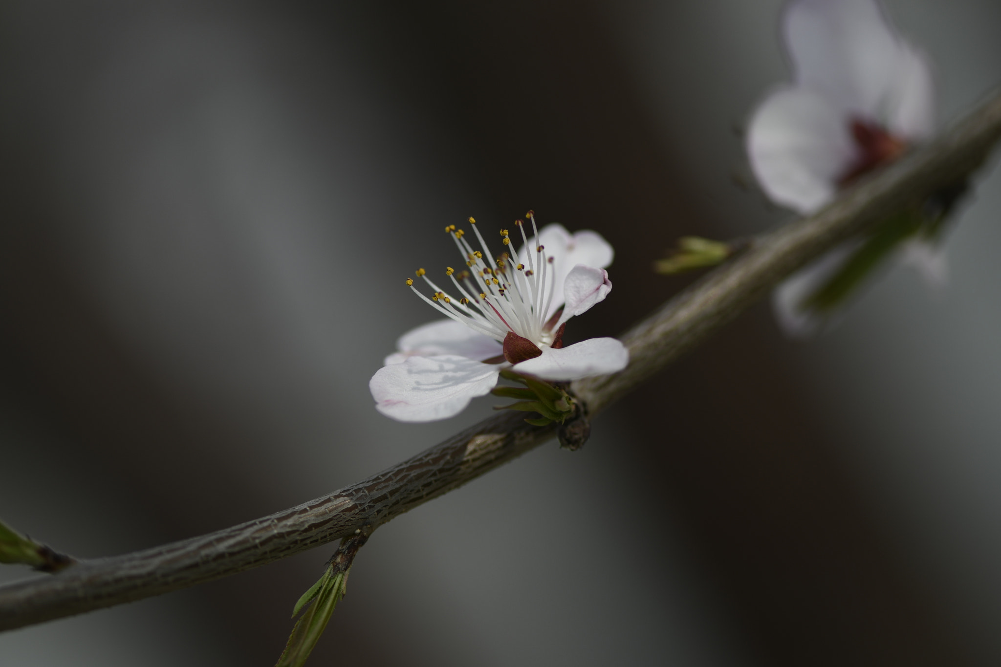 Nikon AF-S Micro-Nikkor 105mm F2.8G IF-ED VR sample photo. Pink flowers photography