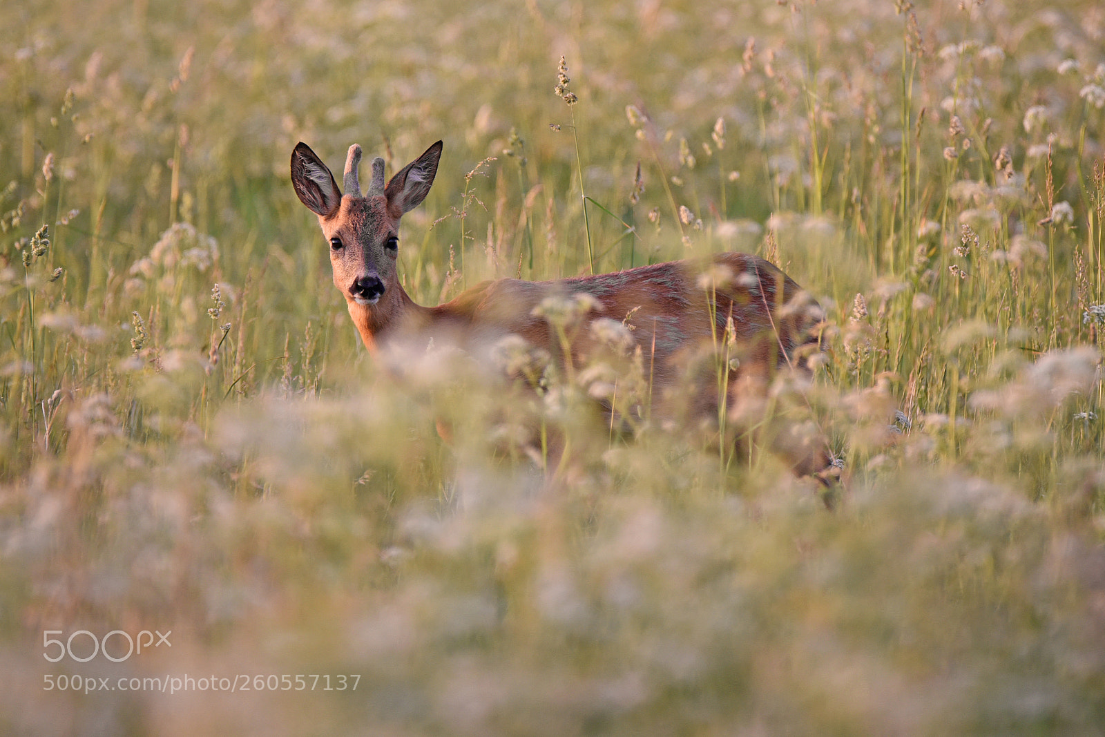 Nikon D750 sample photo. Stirna lot. capreolus capreolus photography