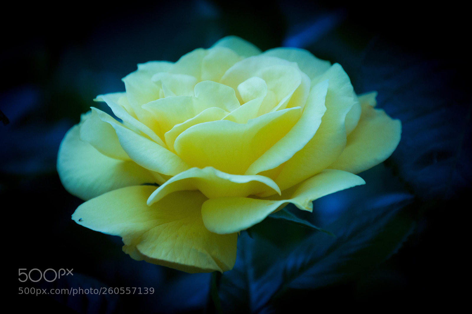 Nikon D3100 sample photo. Beauty in darkness  photography