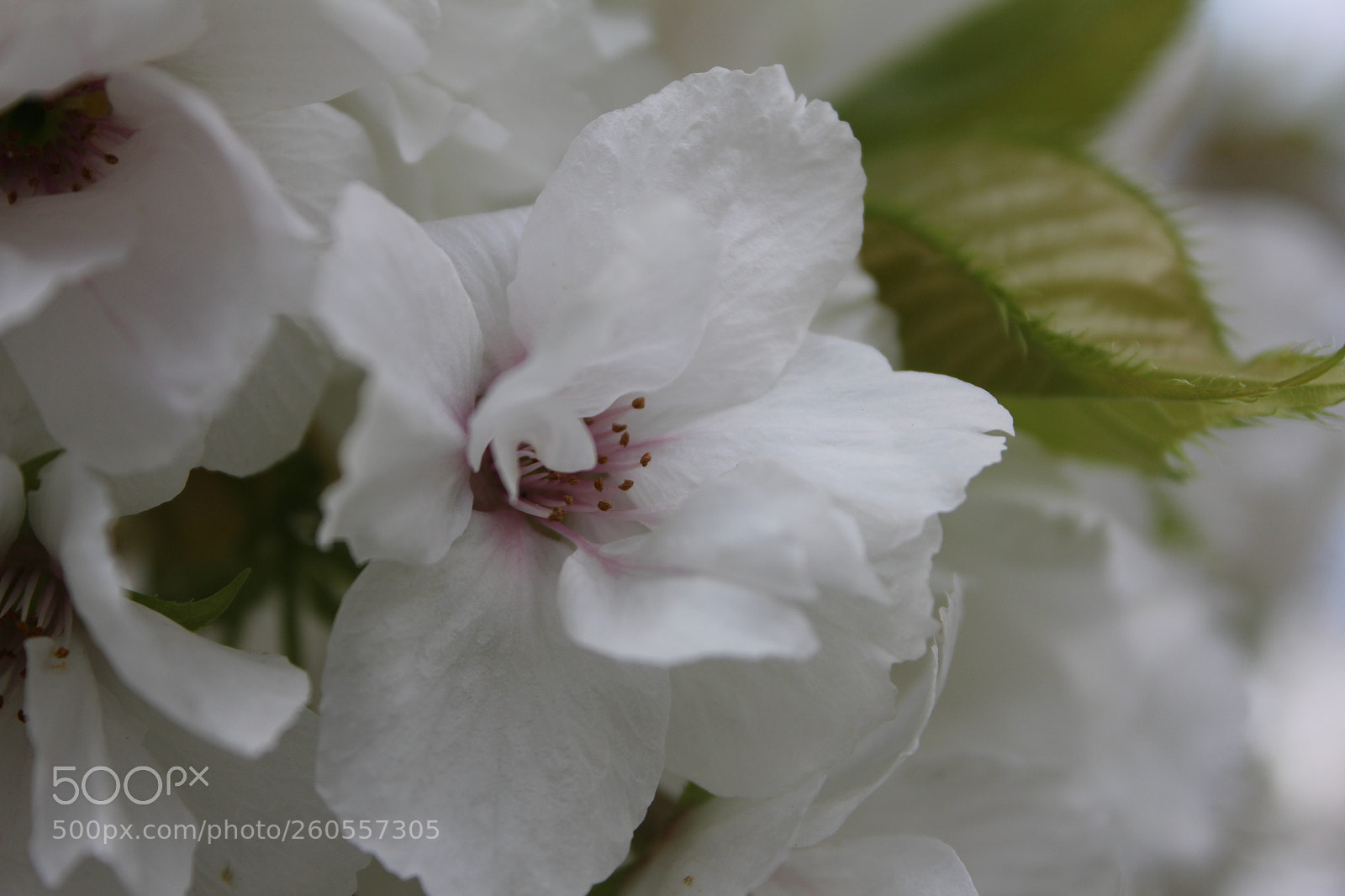 Canon EF-S 18-55mm F3.5-5.6 IS sample photo. Img photography