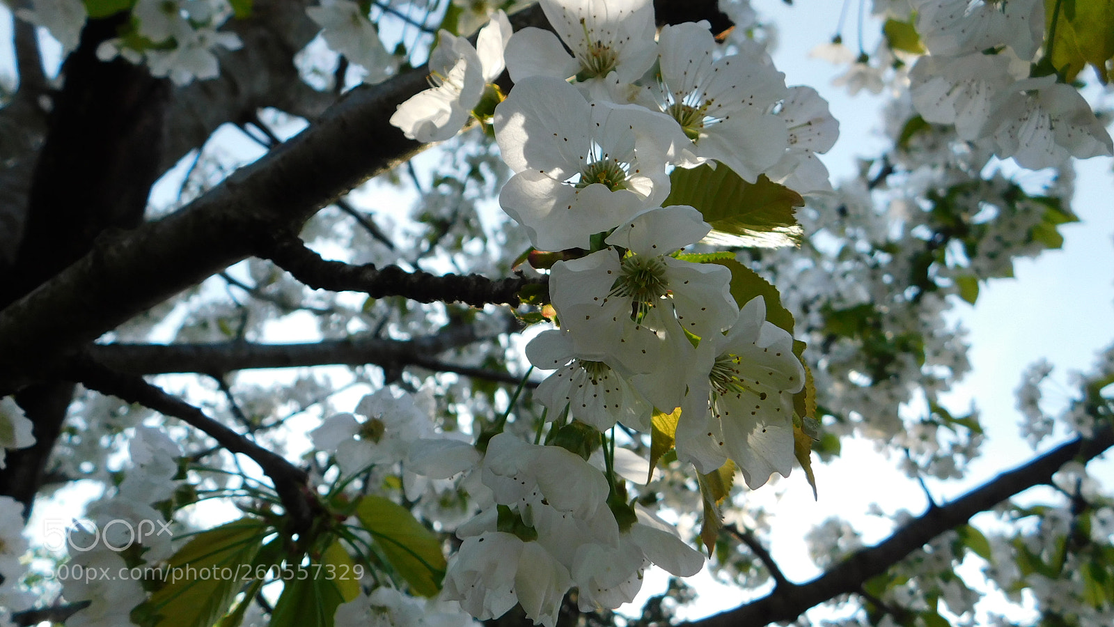 Nikon Coolpix B500 sample photo. Cseresznye virág photography