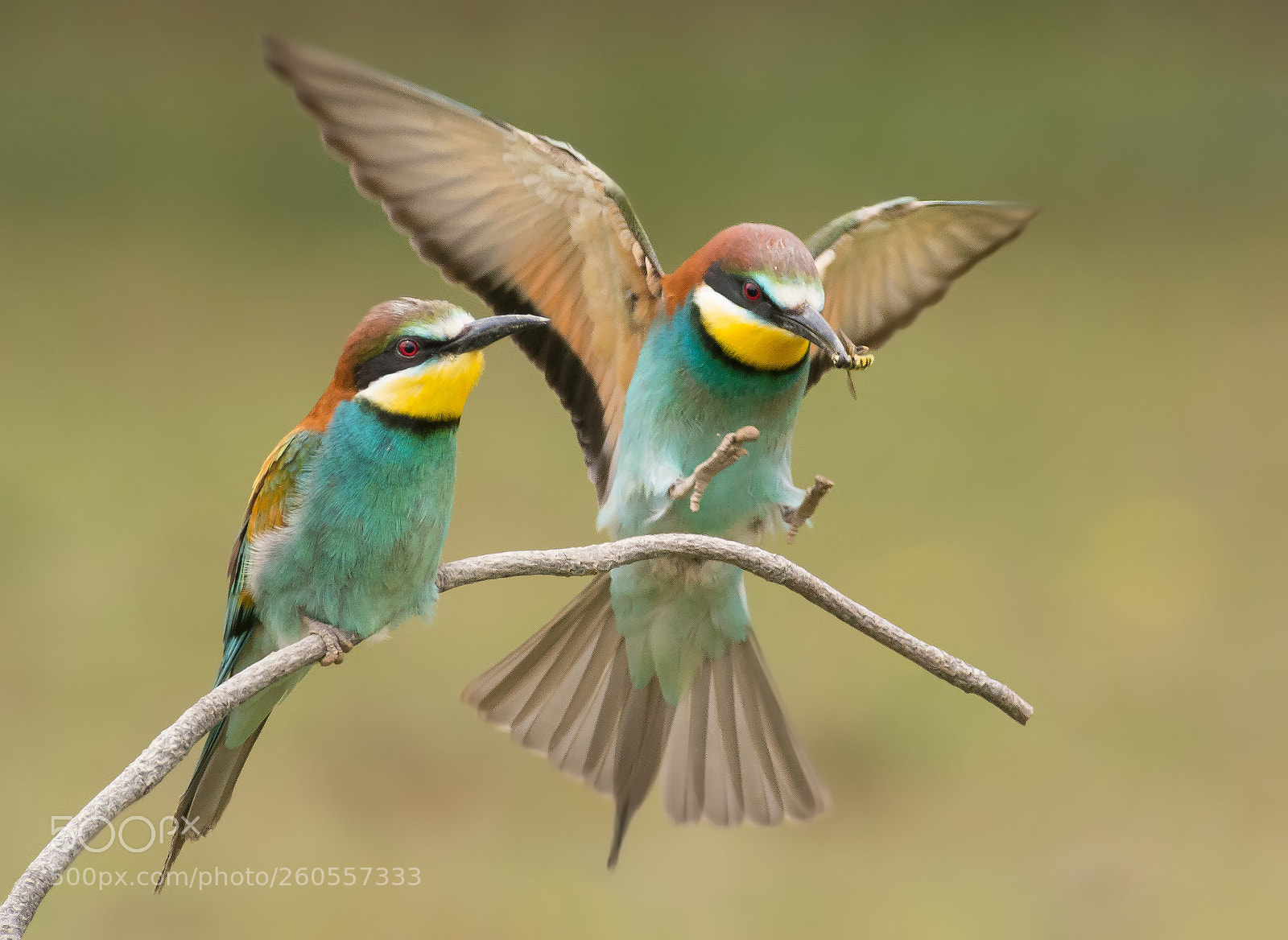 Nikon D7100 sample photo. Bee-eaters photography
