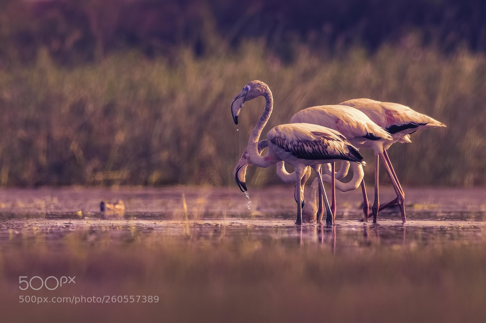 Nikon D810 sample photo. Flamingos at sunset photography