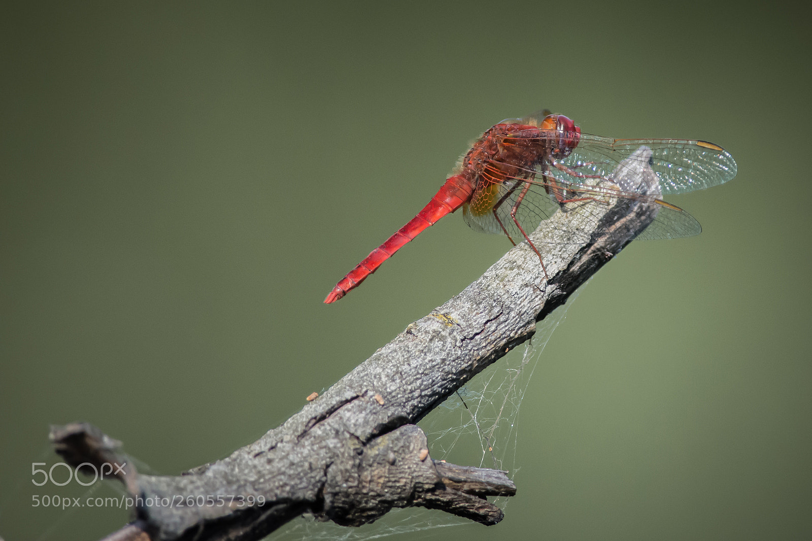 Nikon D7200 sample photo. Red dragonfly photography