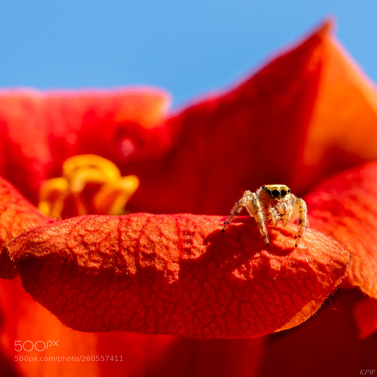 Canon EOS 80D sample photo. Spider fwncr photography