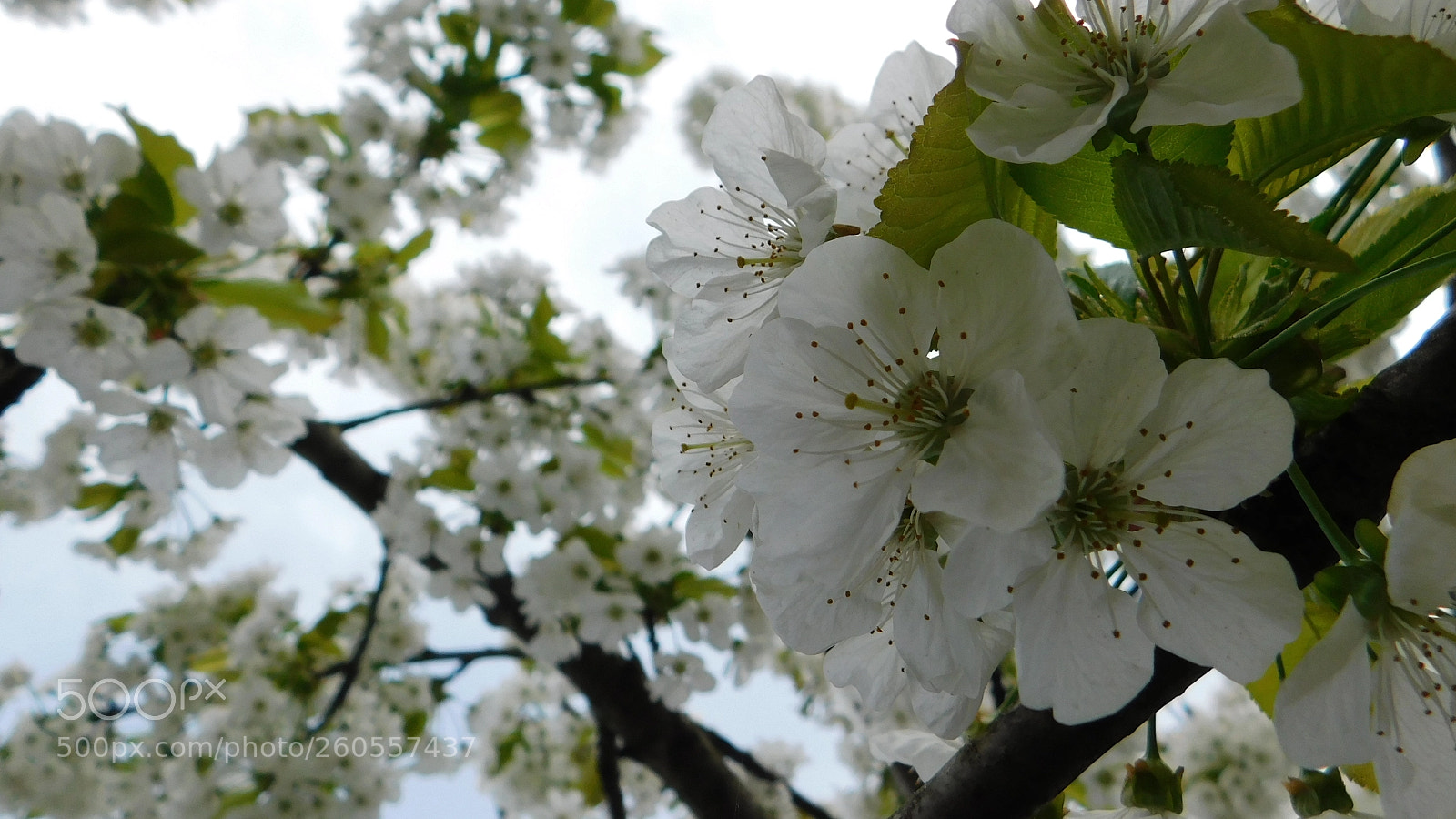 Nikon Coolpix B500 sample photo. Cseresznye virág photography
