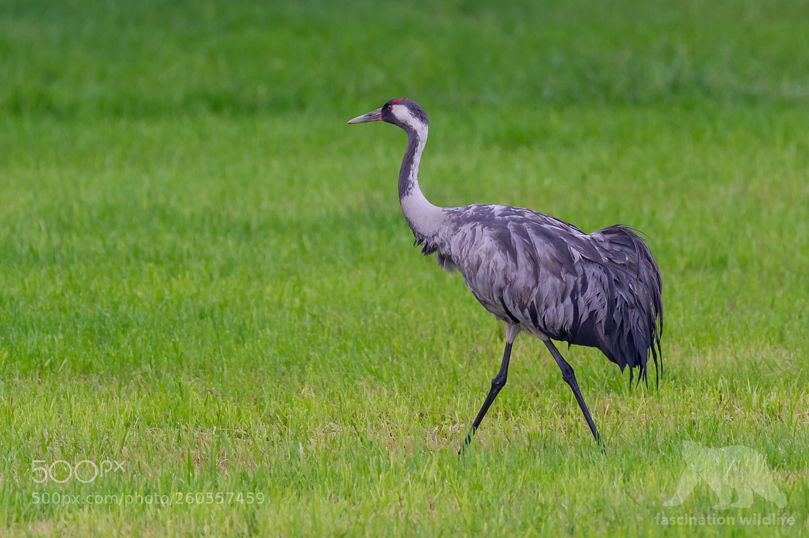Nikon D4S sample photo. Eurasian crane photography