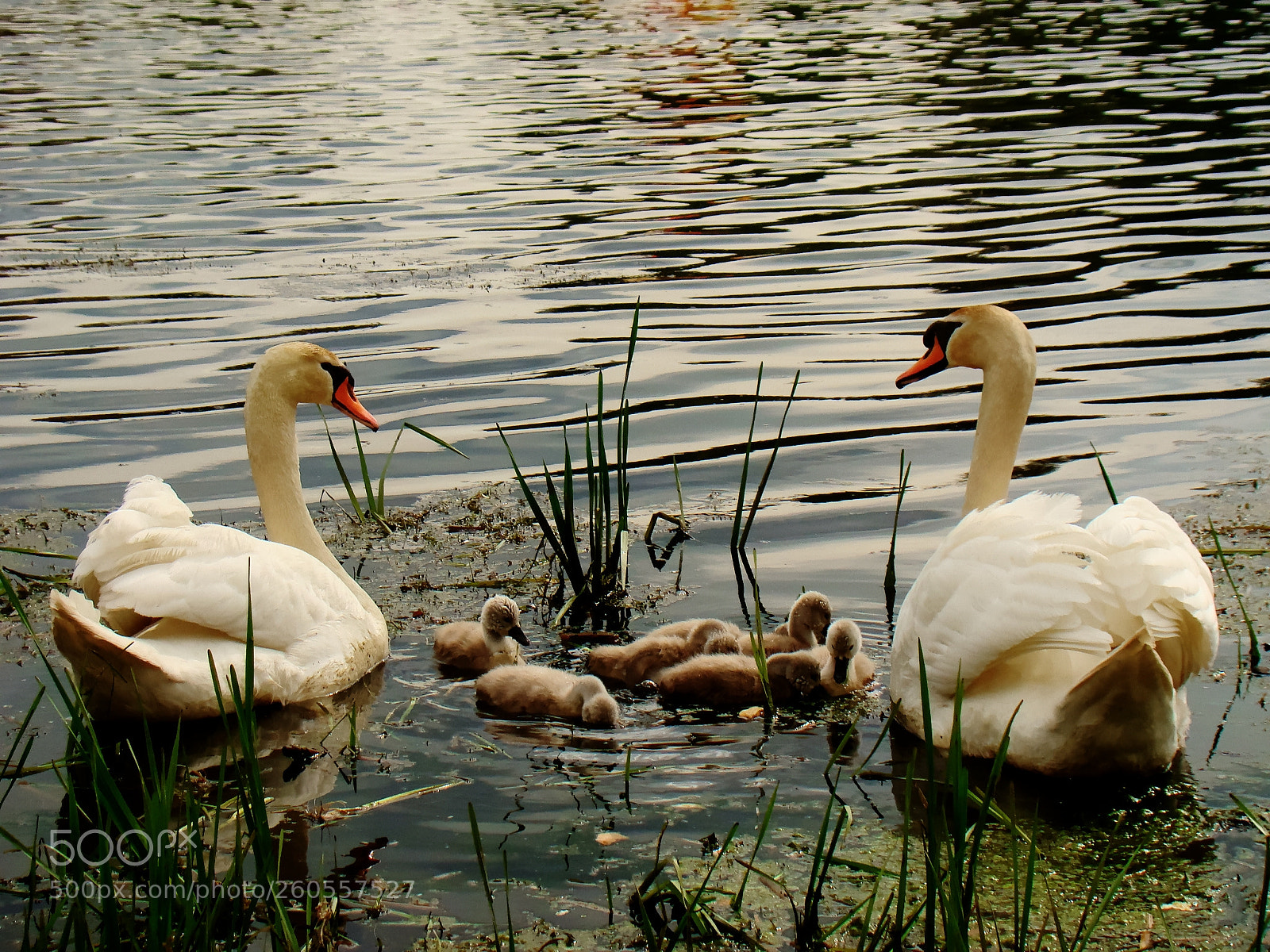 Sony Cyber-shot DSC-H50 sample photo. Care - swan family photography