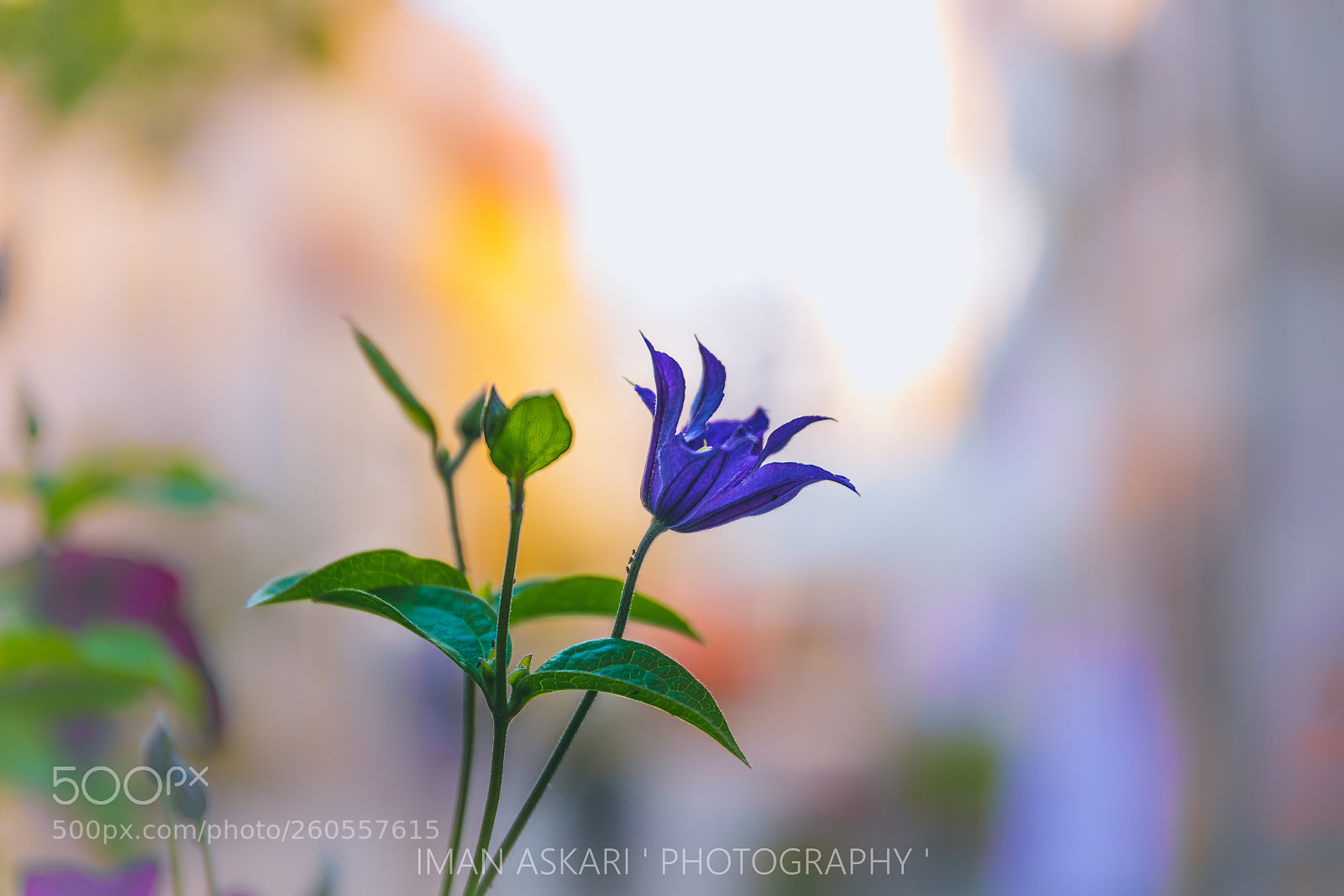 Canon EOS 5D Mark IV sample photo. Vienna photography