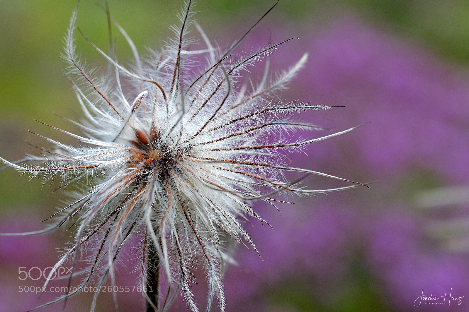 Fujifilm X-T2 sample photo. Old man's beard photography