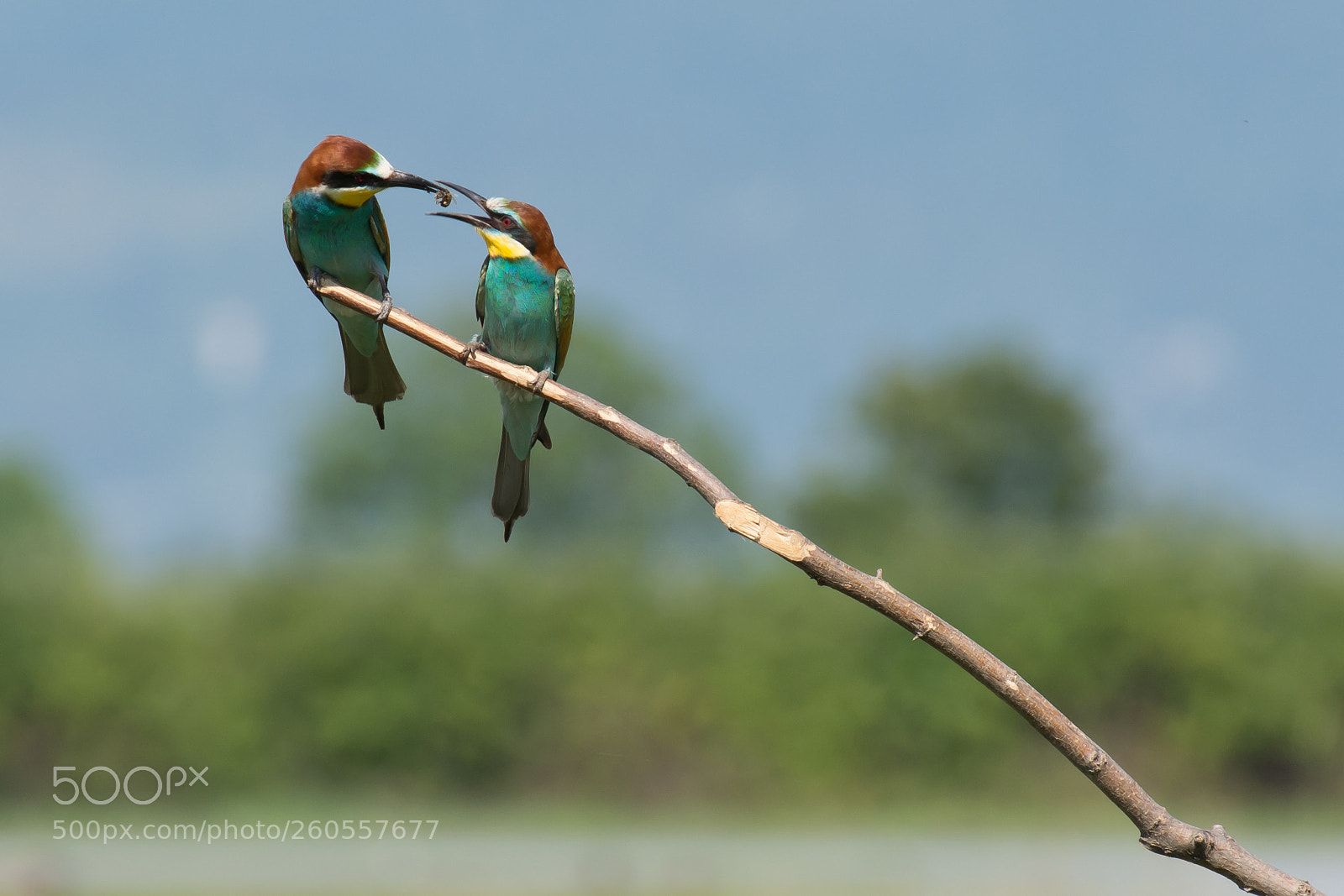Nikon D7200 sample photo. Merops apiaster photography
