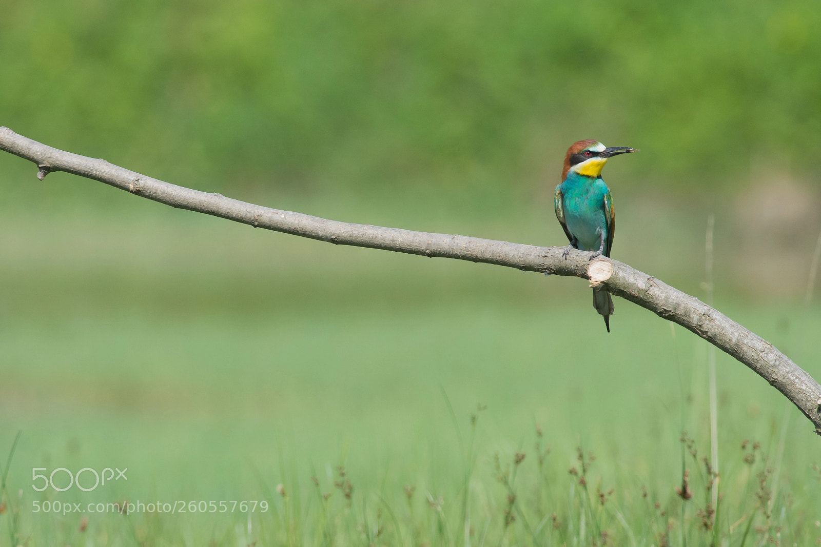 Nikon D7200 sample photo. Merops apiaster photography