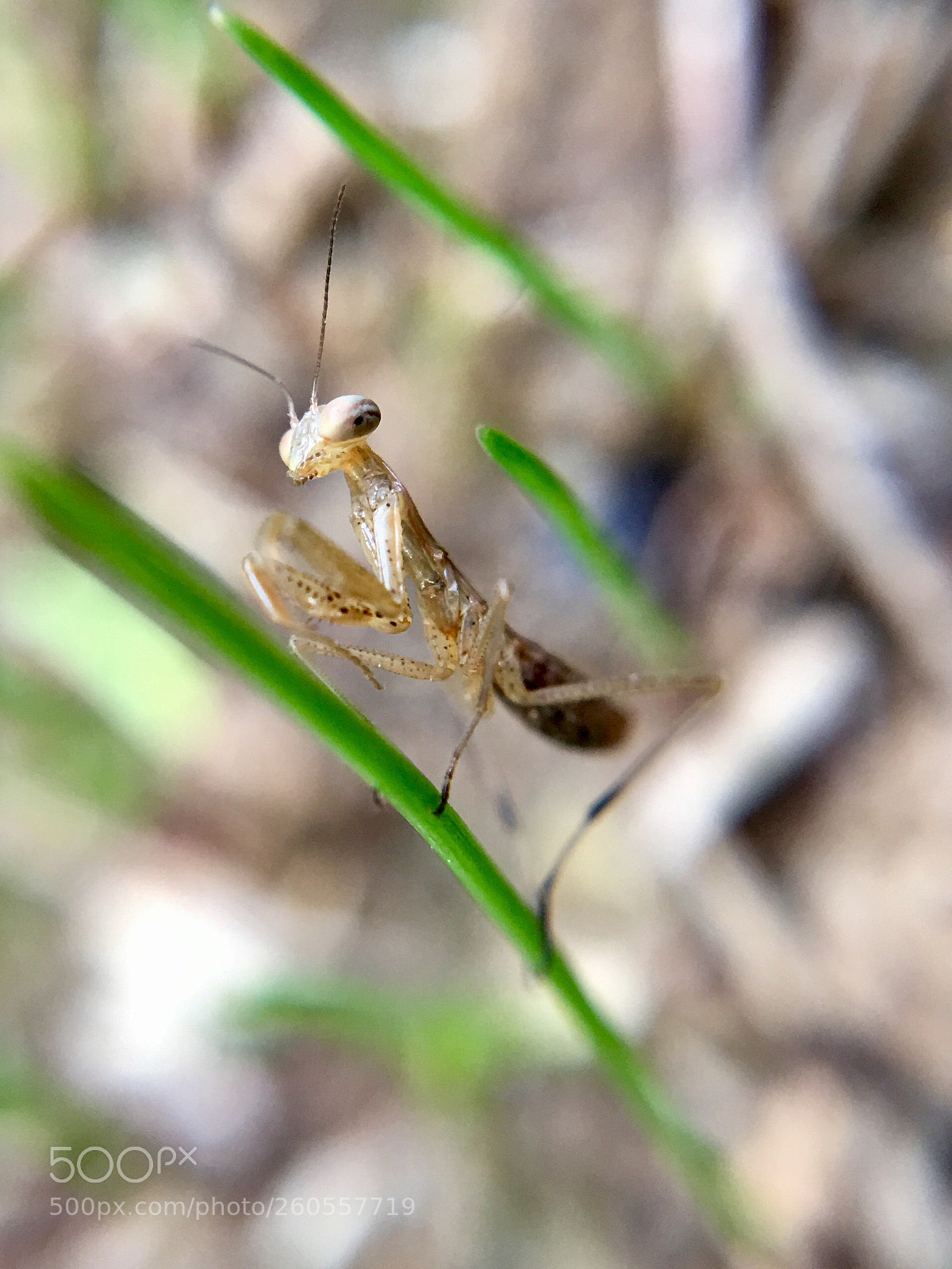 Apple iPhone 6s Plus sample photo. Baby mantis  photography