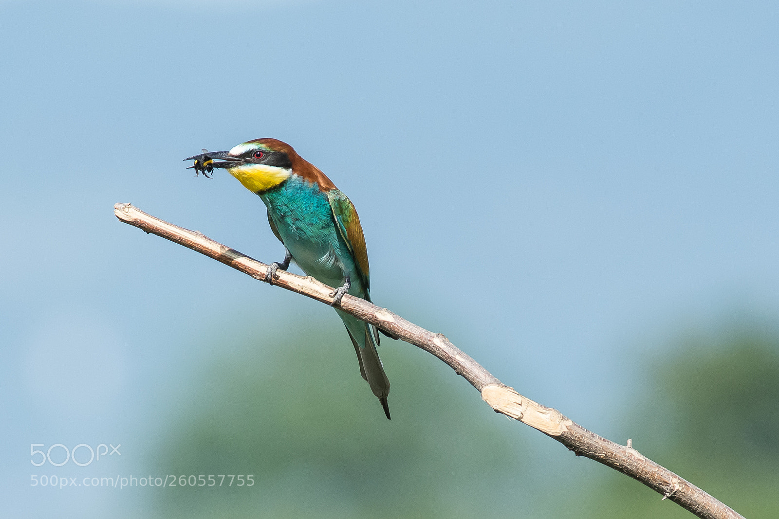 Nikon D7200 sample photo. Merops apiaster photography