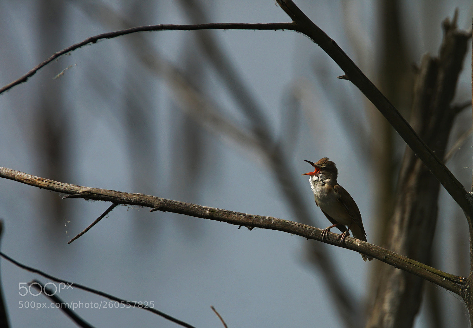 Sony a7 II sample photo. Bird photography
