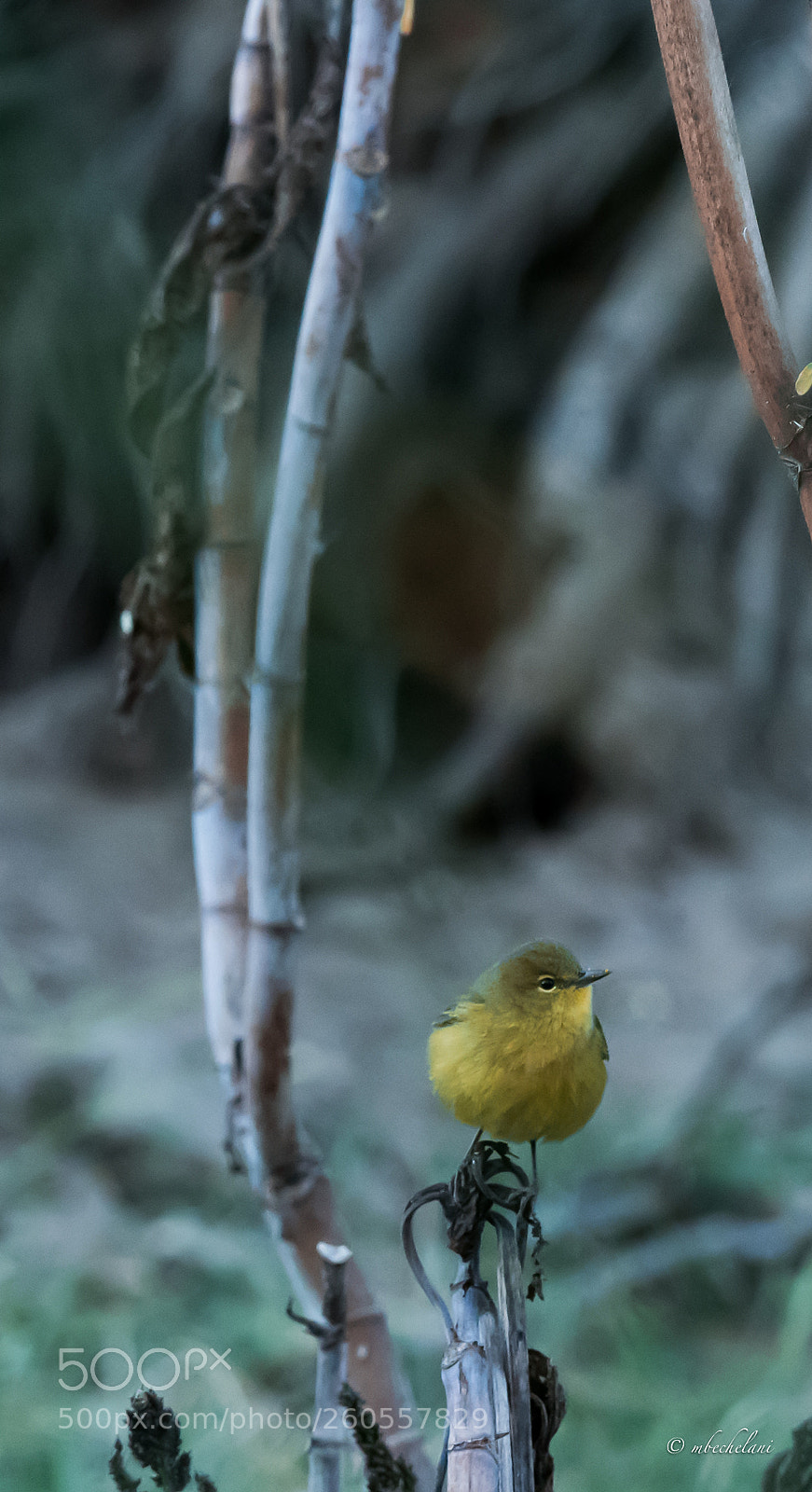 Nikon D810 sample photo. Mbs photography