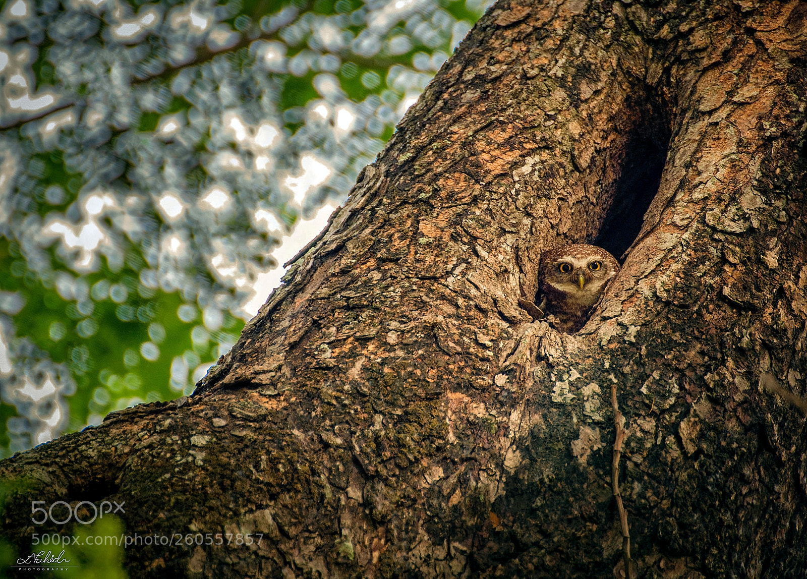 Nikon D3000 sample photo. Untitled photography