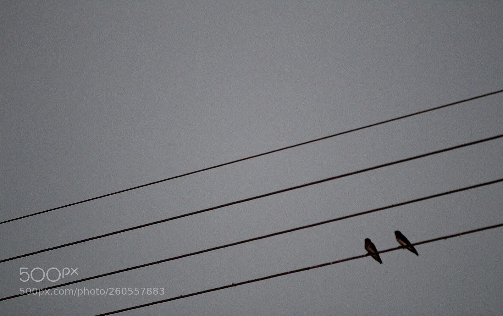 Canon EOS 1300D (EOS Rebel T6 / EOS Kiss X80) sample photo. Lines and swallows photography
