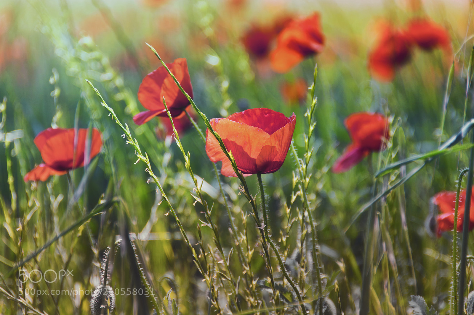 Nikon D500 sample photo. Full of the joys photography