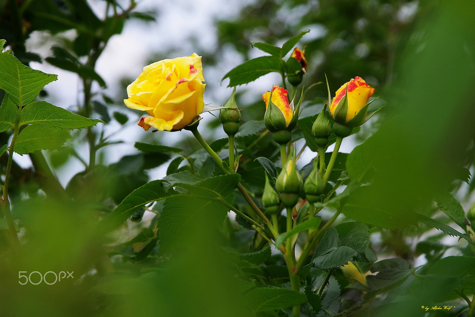 Pentax K-1 sample photo. Roses photography