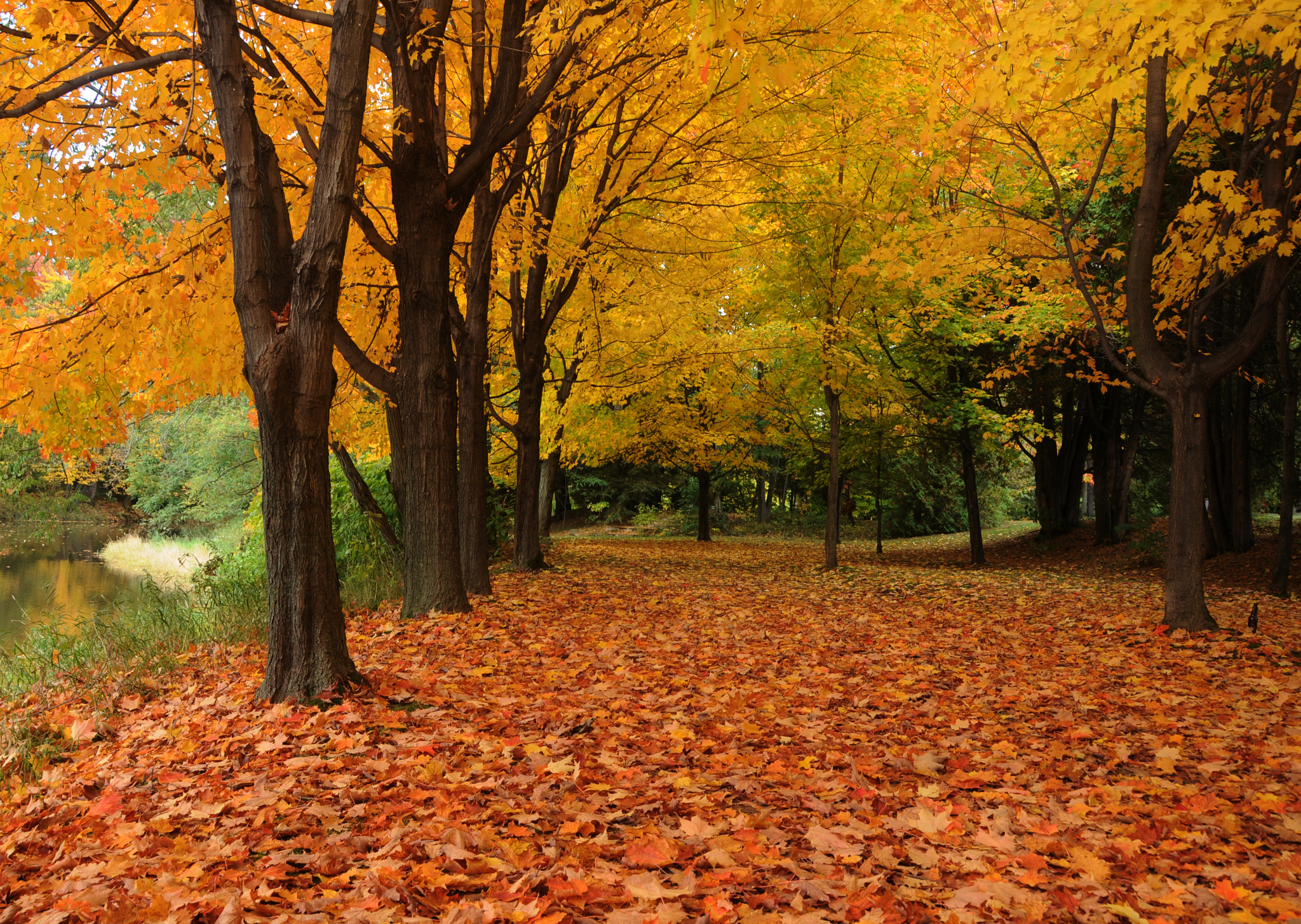 Nikon D300 sample photo. Autumn trail of beauty photography