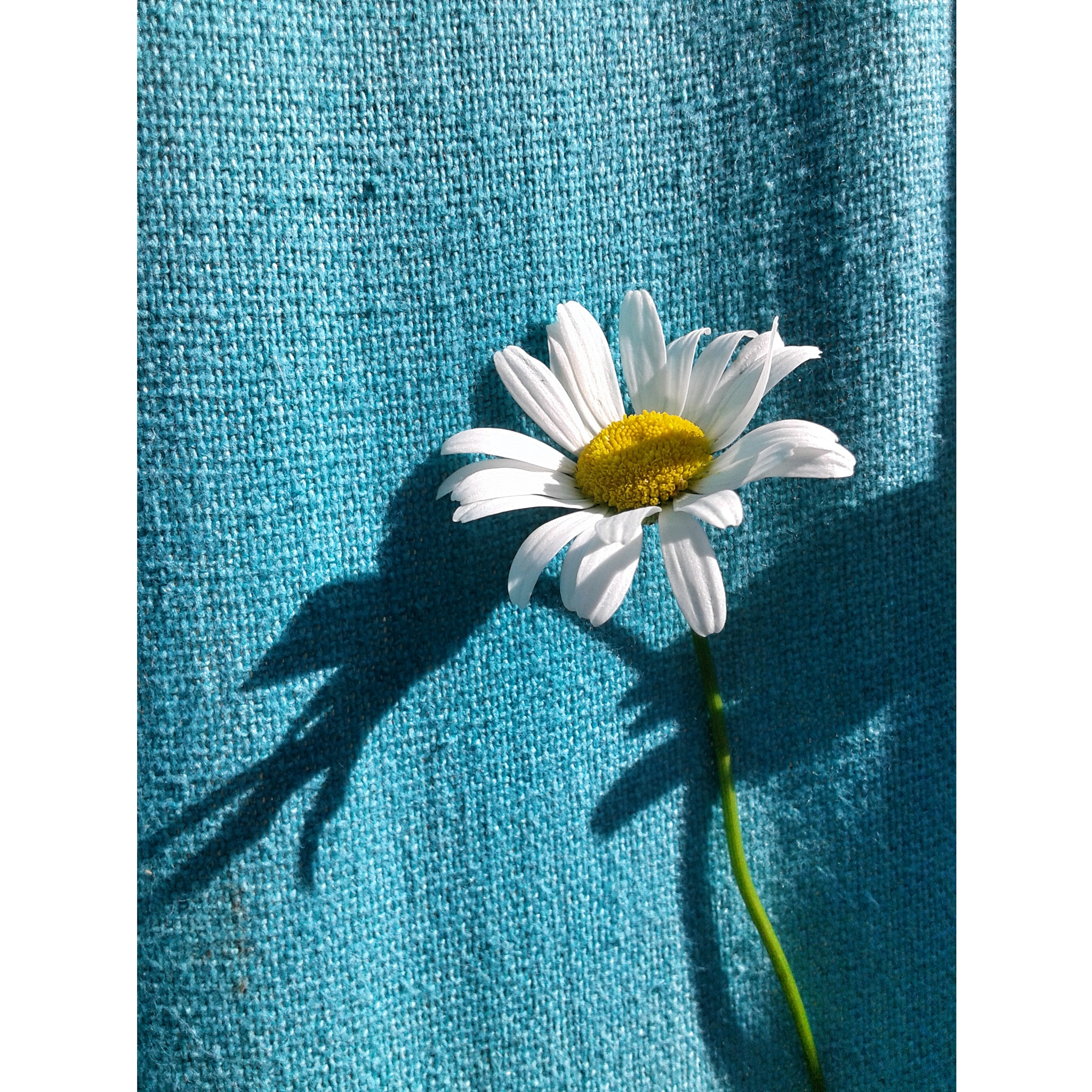 Samsung Galaxy Core sample photo. Daisy ♥ photography