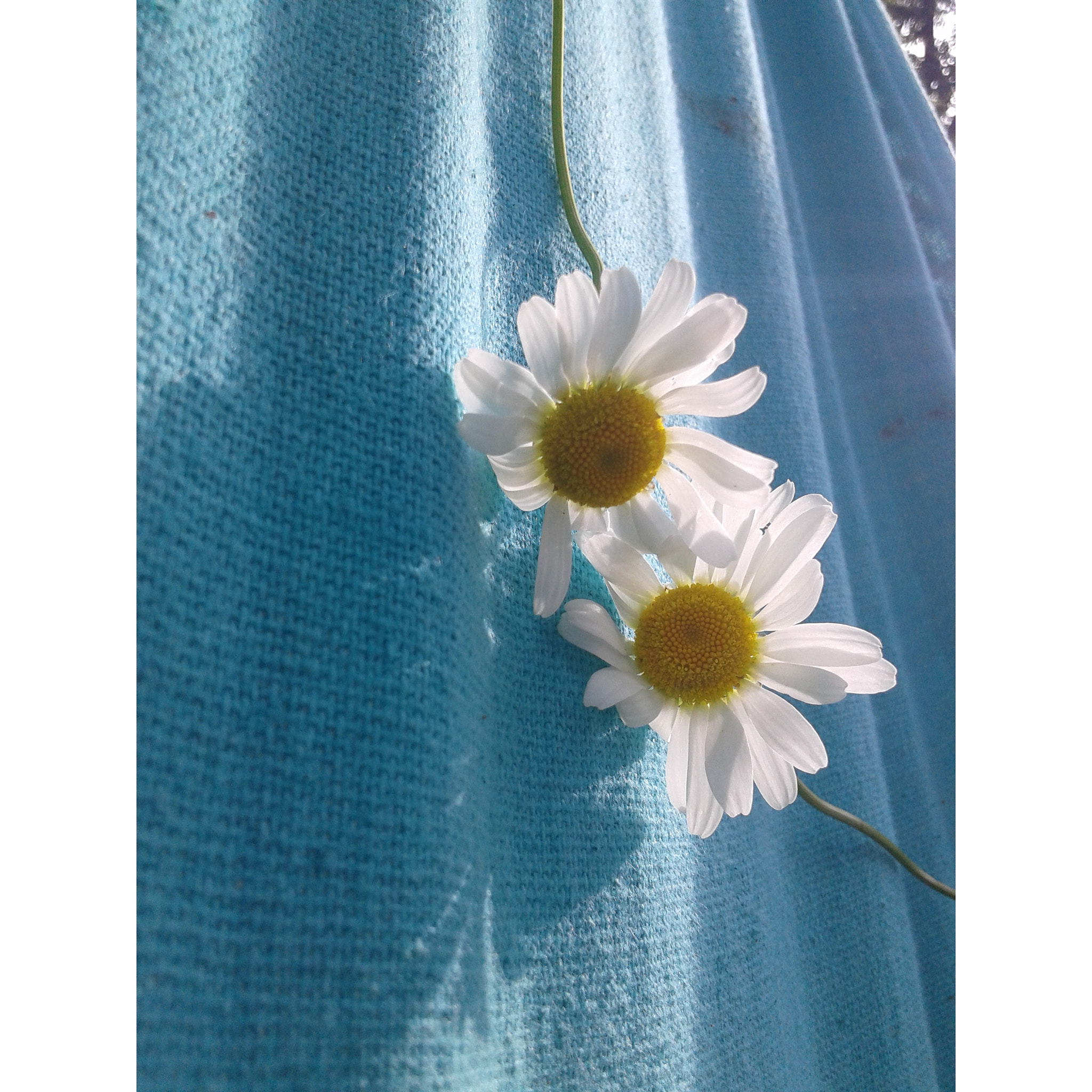 Samsung Galaxy Core sample photo. Daisy♥ photography