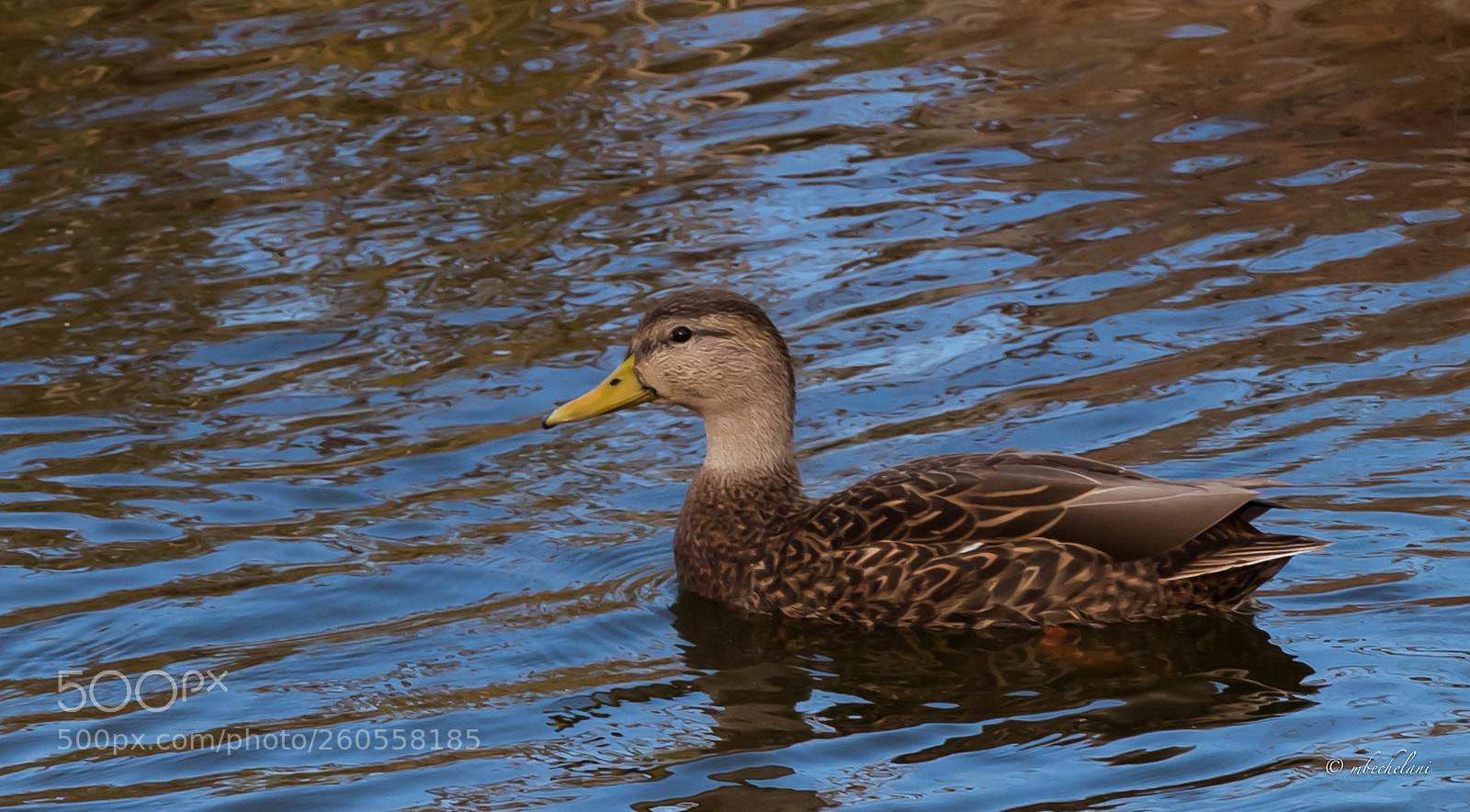 Nikon D810 sample photo. Mbs photography