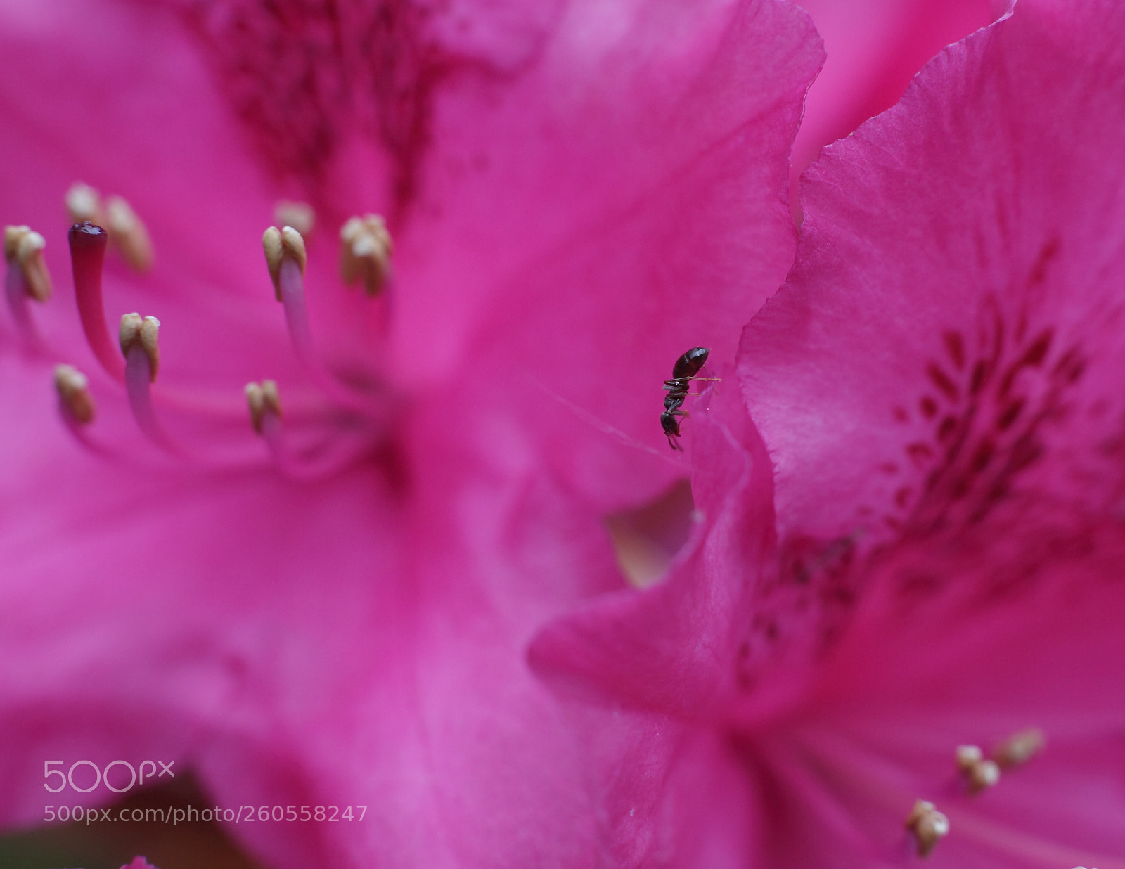 Canon EOS 5D Mark II sample photo. Subtiel photography
