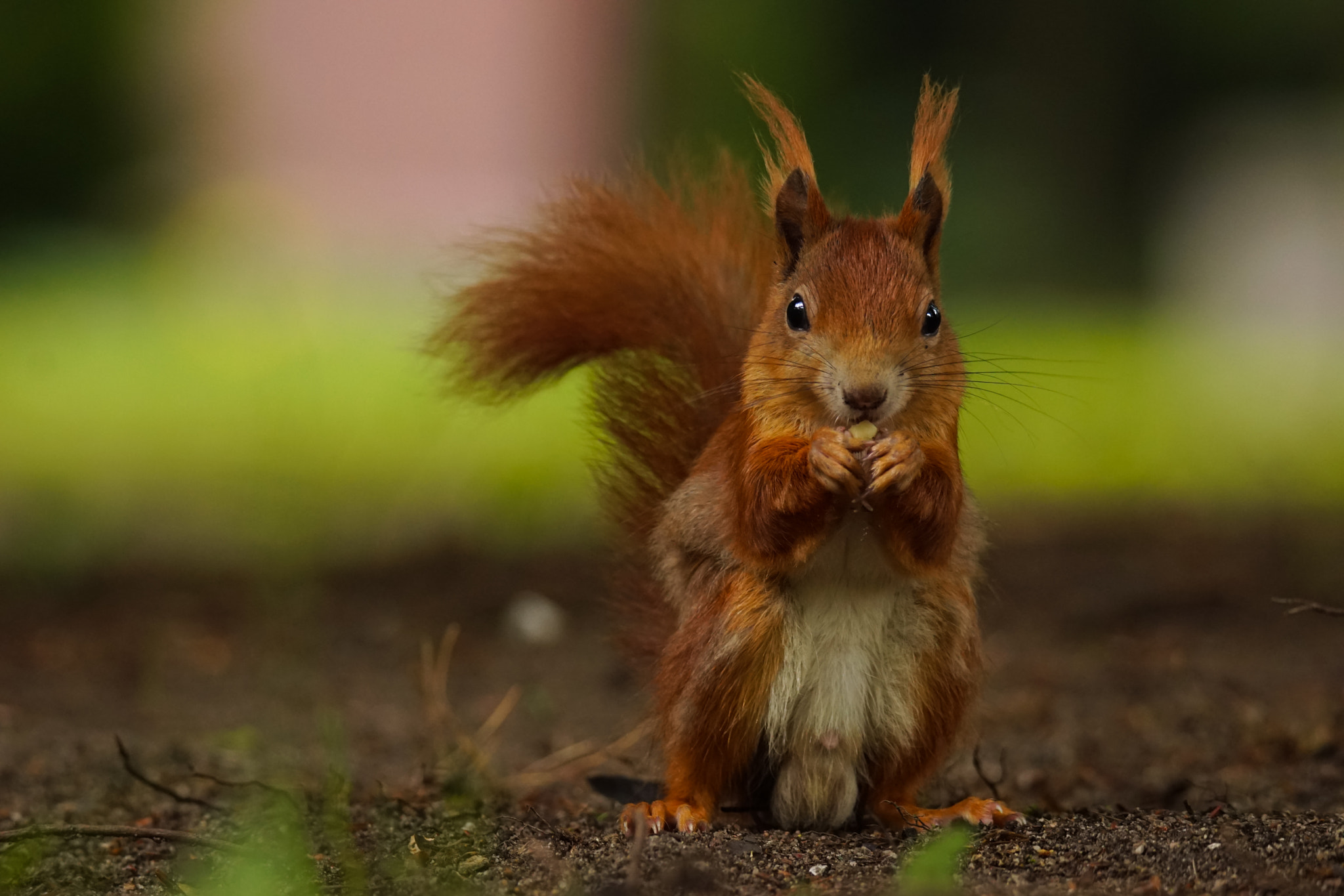Sony SLT-A68 sample photo. Squirrel enjoys a nut photography