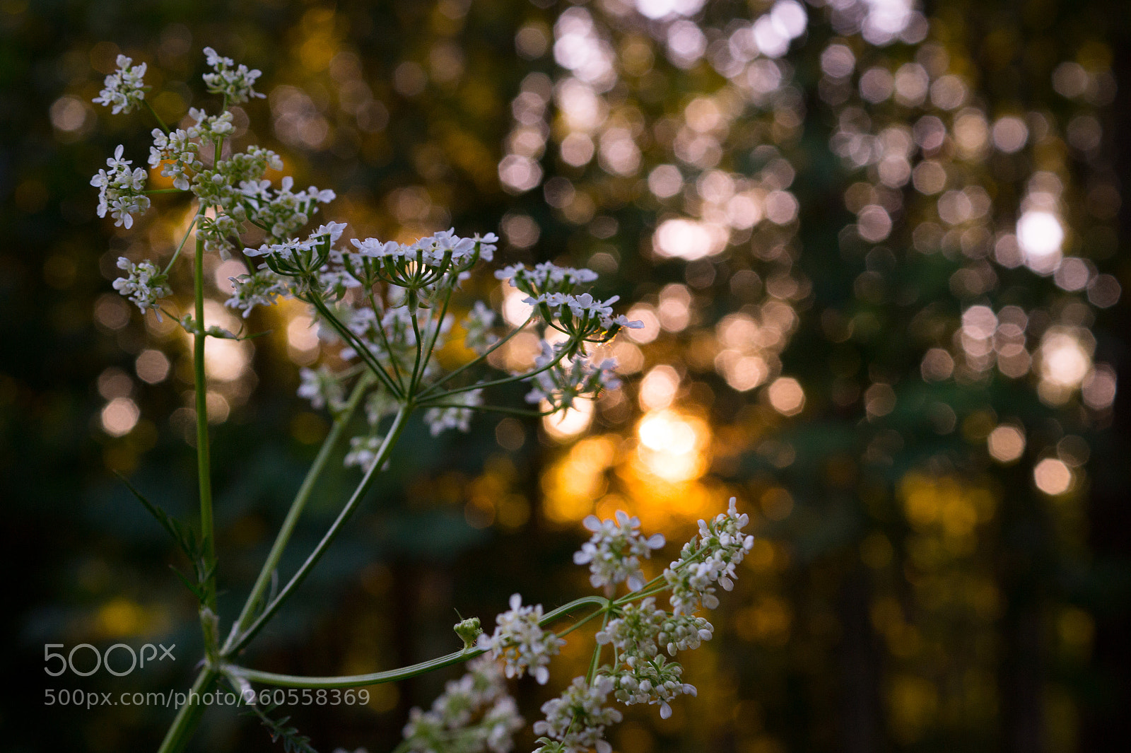 Sony SLT-A58 sample photo. Evening mood photography