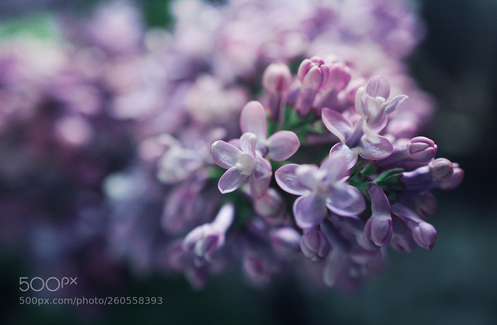 Nikon D7100 sample photo. Violet photography