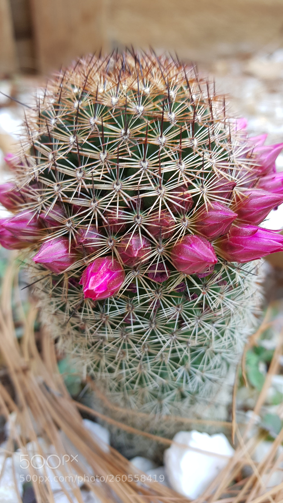 Samsung Galaxy S8+ sample photo. Dangerous spikes photography
