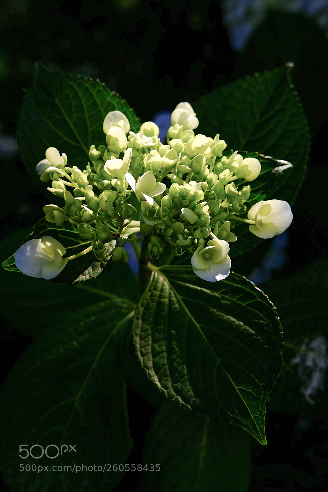 Fujifilm X-T2 sample photo. My flower photography