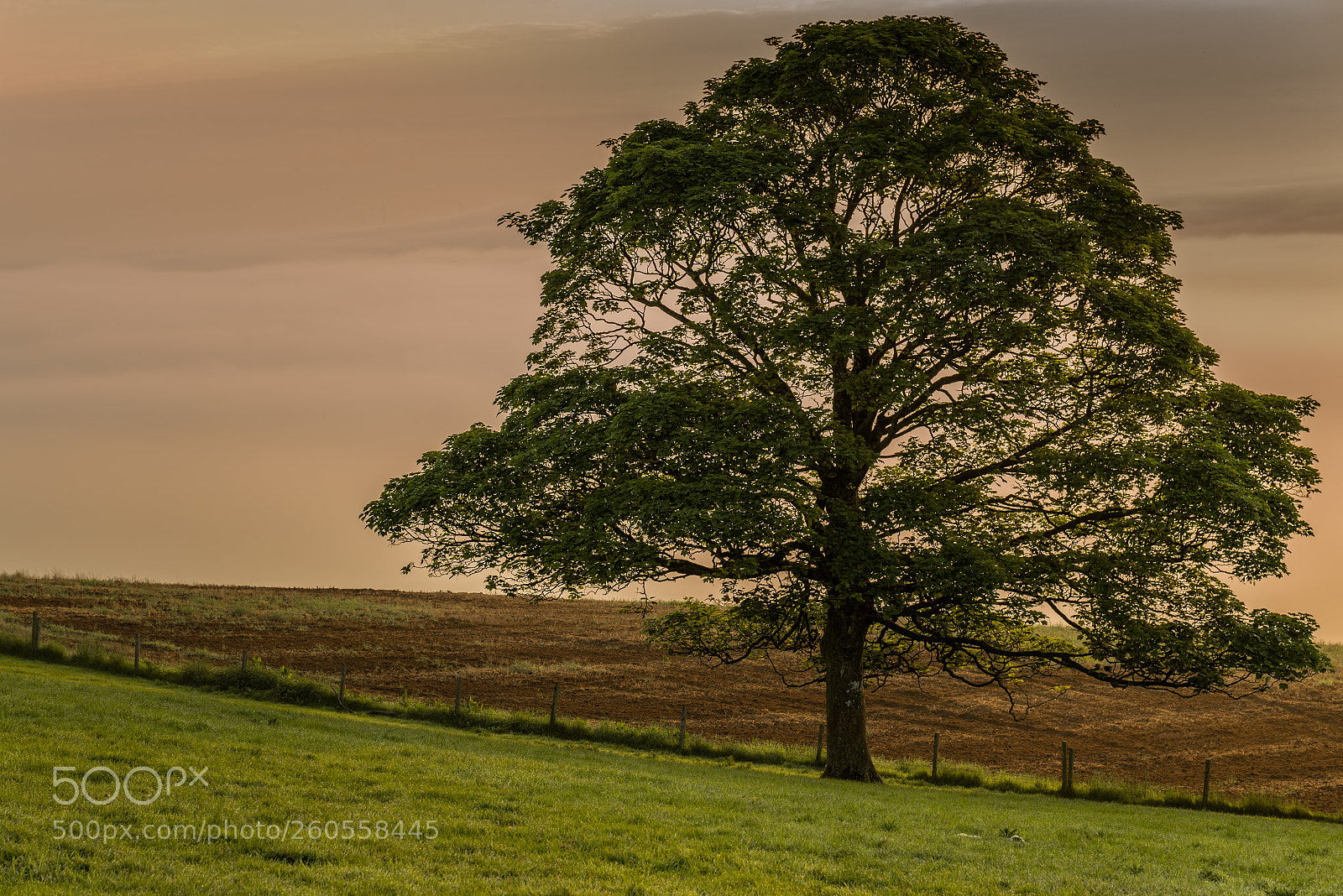 Nikon D750 sample photo. Countryside photography