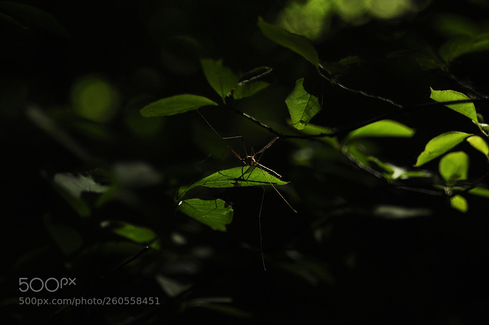 Nikon D90 sample photo. ... photography