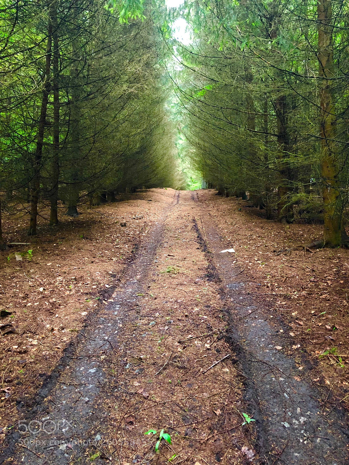 Apple iPhone 8 sample photo. Woodland track photography