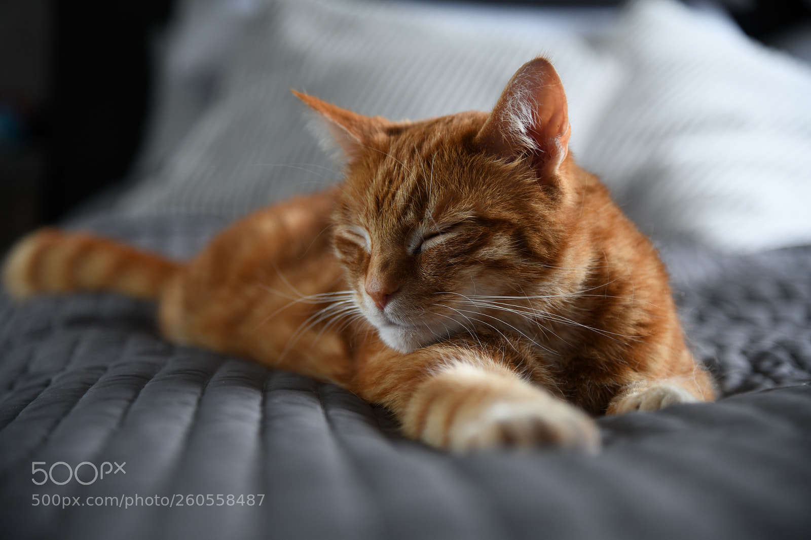 Nikon D850 sample photo. Sleeping beauty photography
