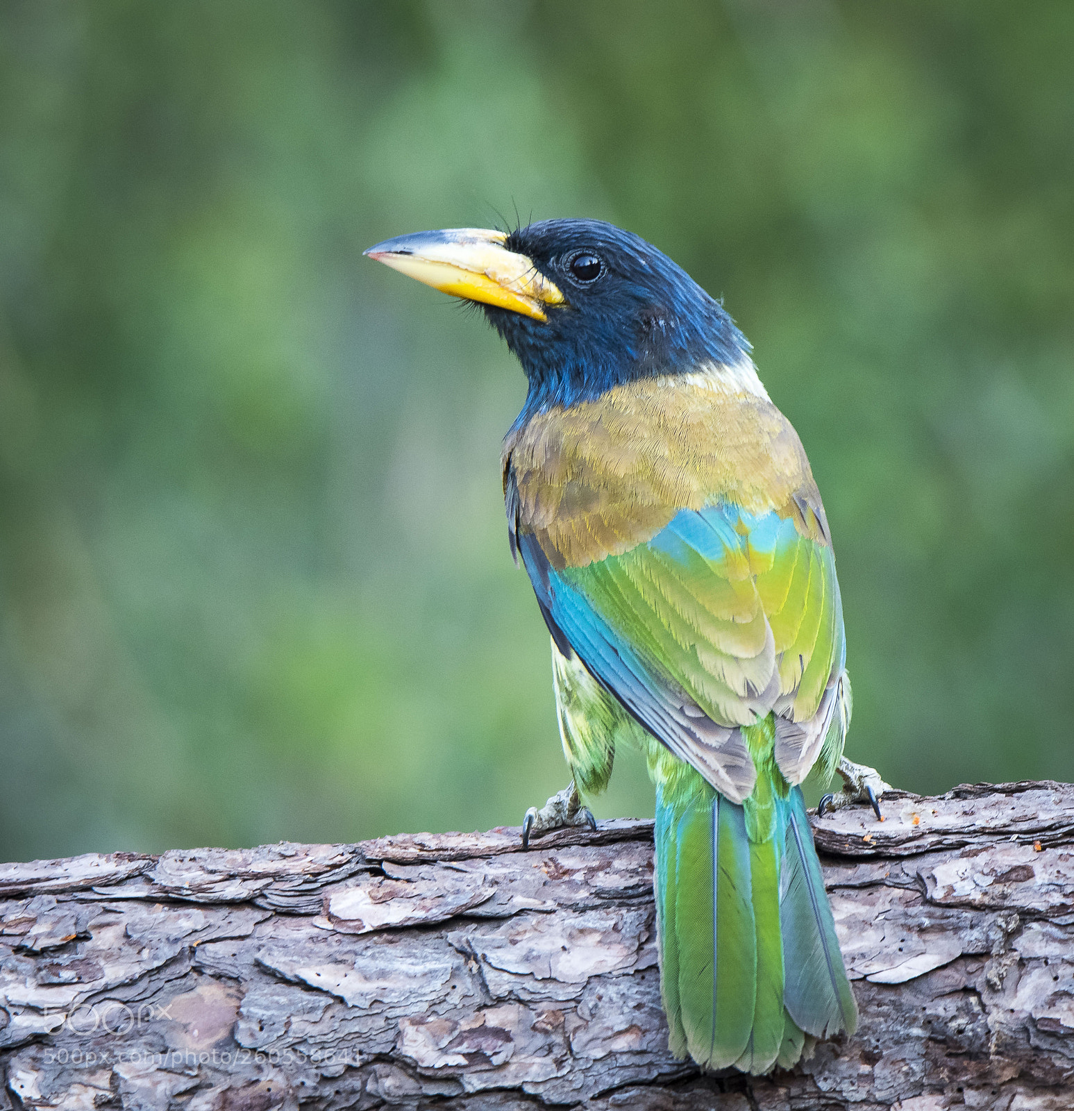 Nikon D500 sample photo. Great barbet | india | may 2018 | photography