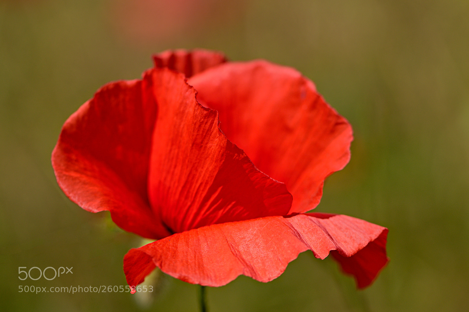 Canon EOS 7D Mark II sample photo. Coquelicot photography