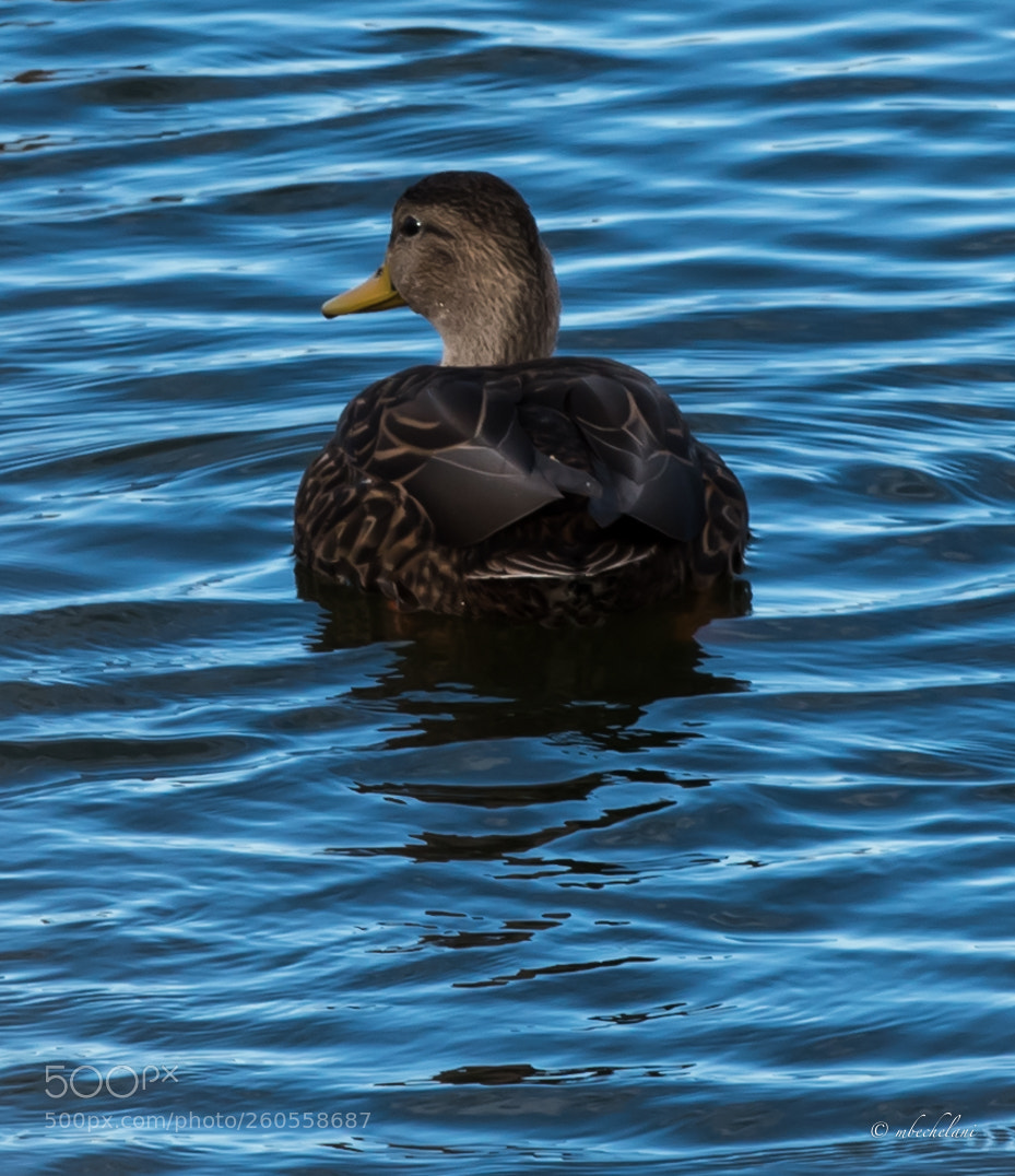 Nikon D810 sample photo. Mbs photography
