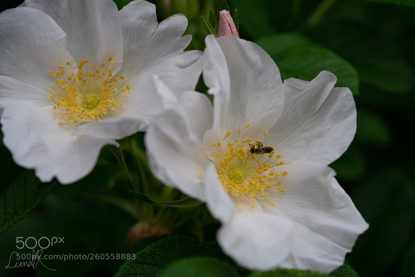 Sony a7R II sample photo. Sunday greetings  photography