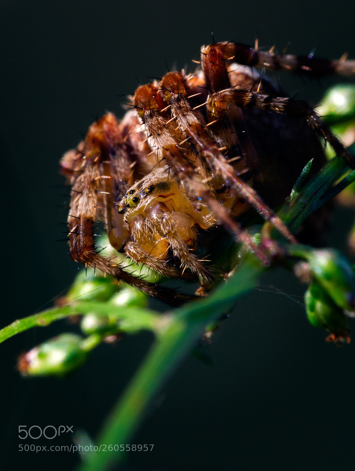 Pentax K-r sample photo. Killer... photography